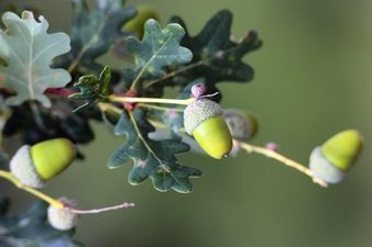 PET CHECK UK - Plant and Trees - Oak tree with acorns