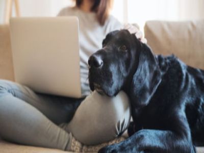 PET CHECK UK - Business - Lady sitting using laptop with dog near by