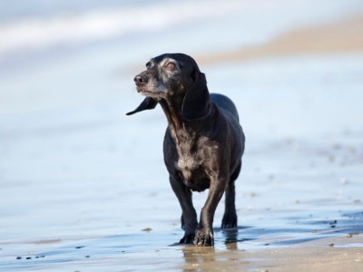 PET CHECK UK dachshund dog on the beach