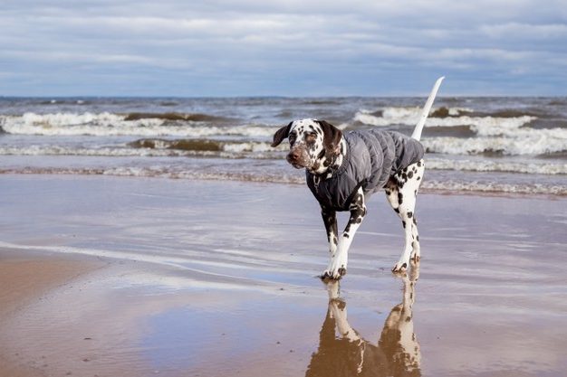 PET CHECK UK Dalmatian dog walking on beach