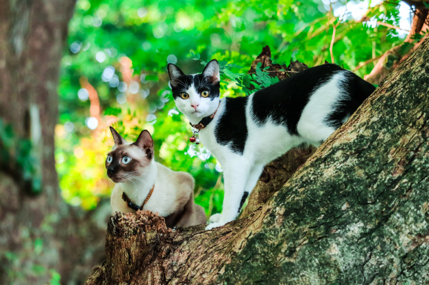 PET CHECK UK Siamese cats exploring a tree